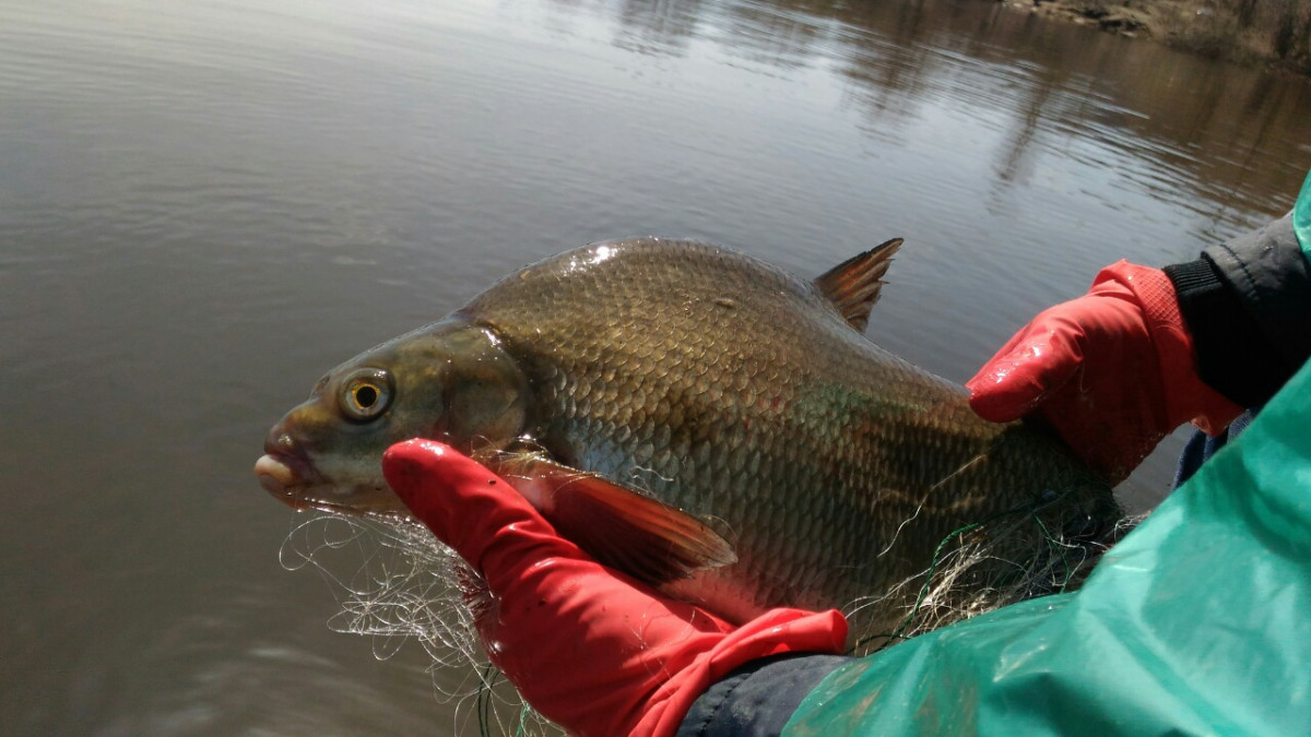 Жителям Нижегородской области разрешили рыбачить на водоемах региона