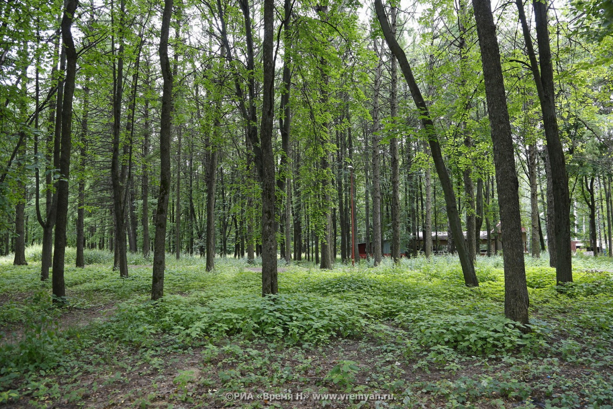 Высокая пожароопасность лесов сохранится в Нижегородской области в выходные