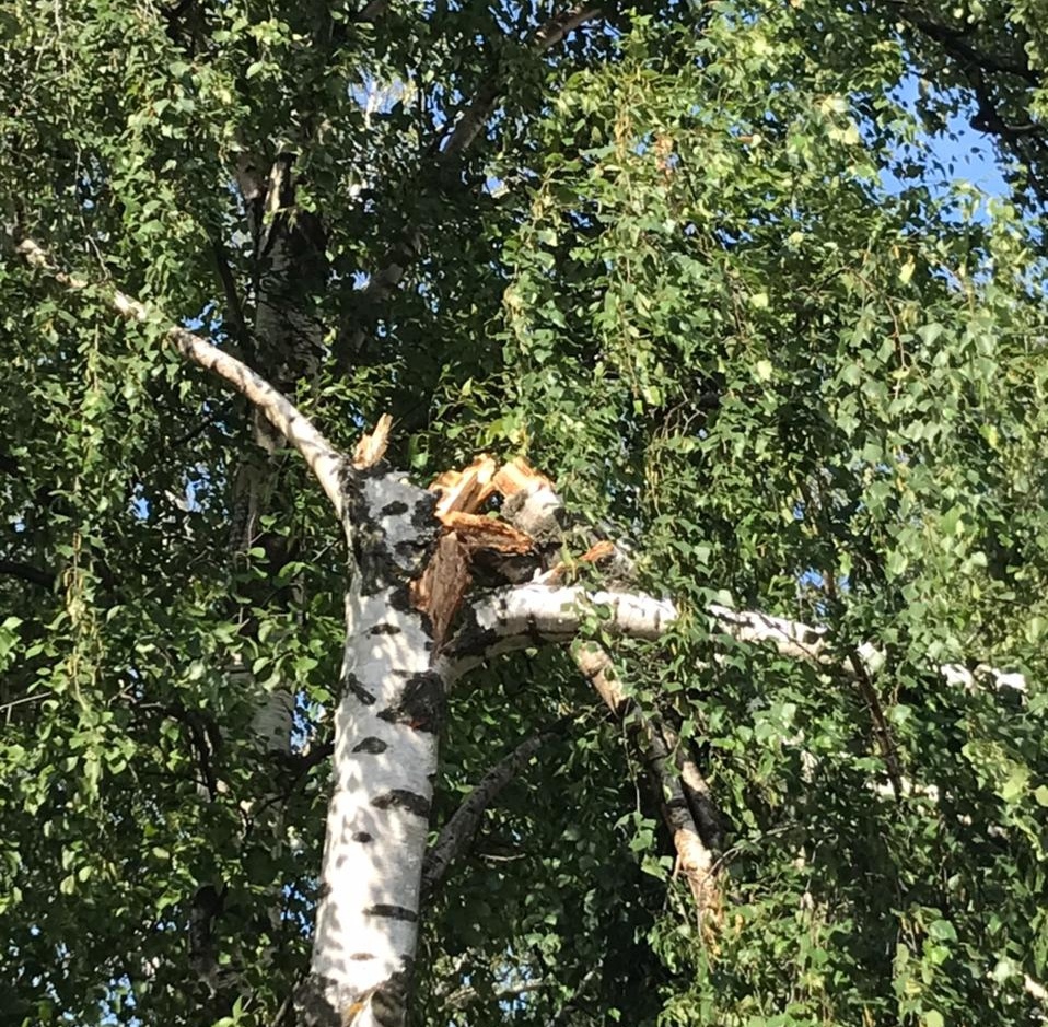 Семь деревьев пострадали в Нижегородском кремле из-за ураганного ветра