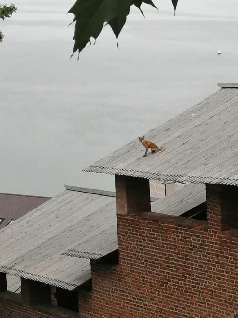Лиса забралась на крышу Нижегородского кремля