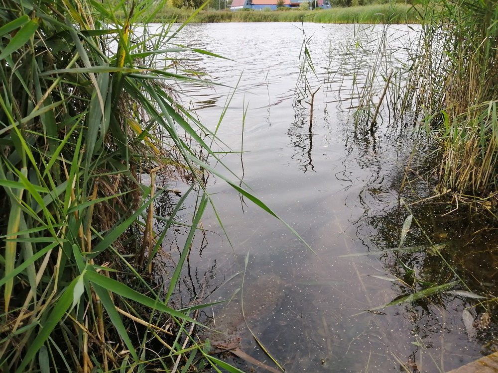 Купание на Святом озере в Дзержинске временно запрещено