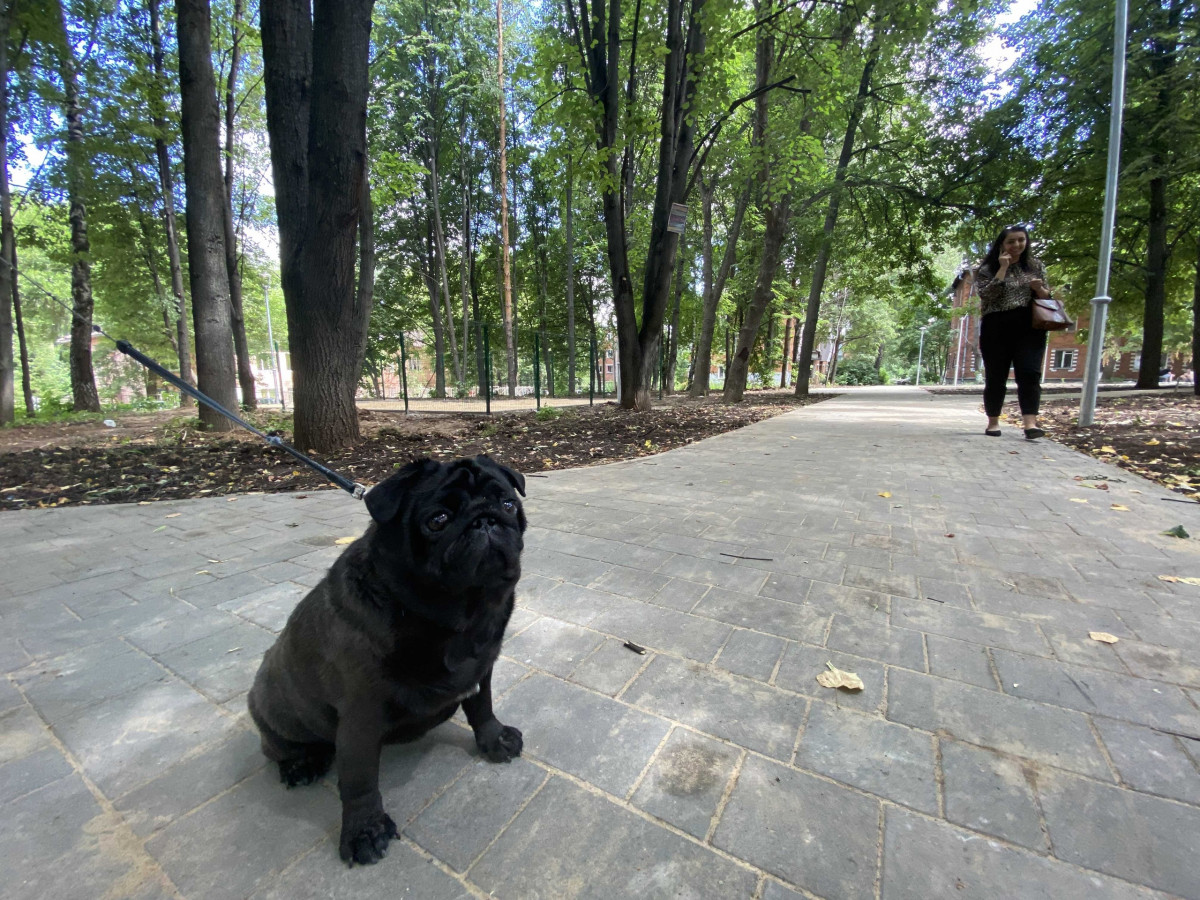 В сквере на улице Бекетова обустроили площадку для выгула собак