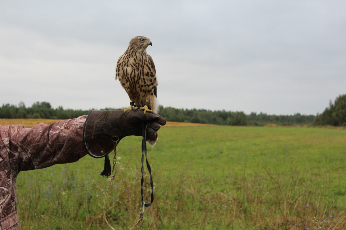 Началась выдача разрешений на охоту с ловчими птицами на территории Нижегородской области