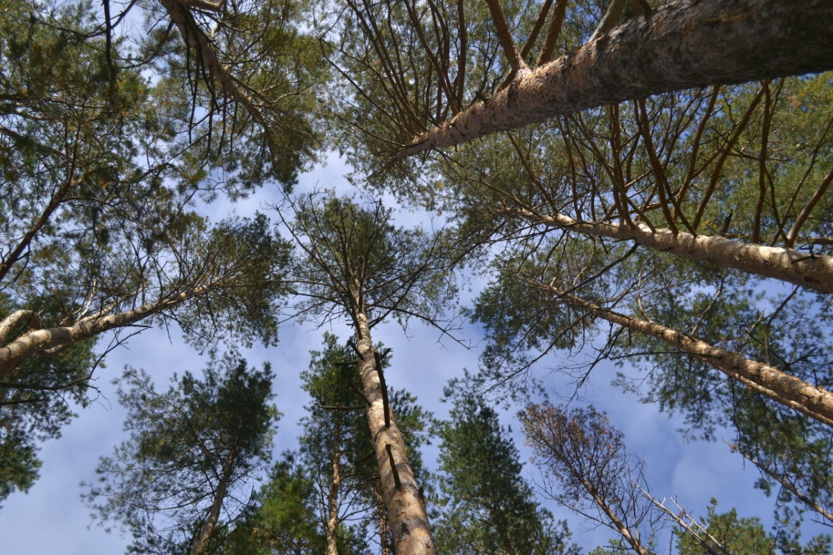 Нижегородская область вошла в топ-10 субъектов страны, где увеличилась площадь лесного фонда