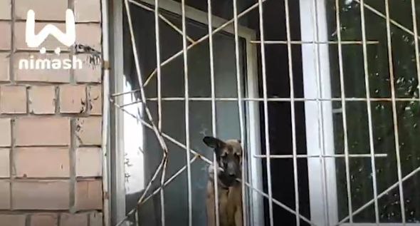 Нижегородец спас исхудавшего щенка из запертой квартиры