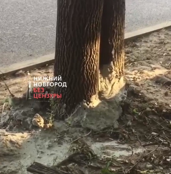 Бетон слили на корни деревьев на улице Ковалихинской