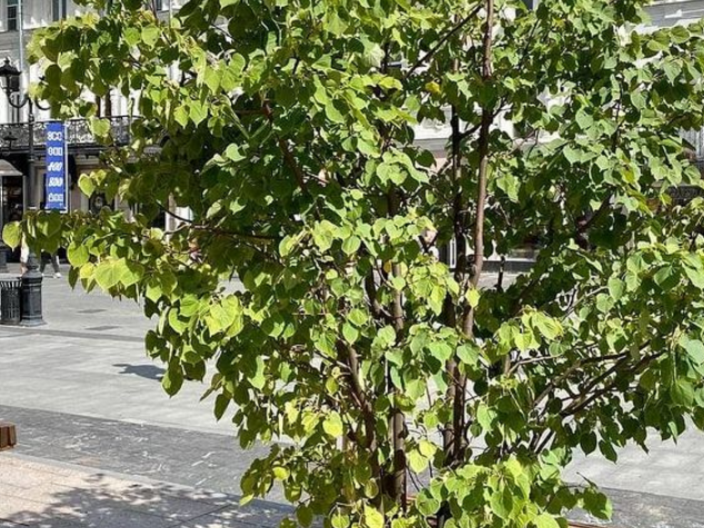 13 лип и дуб высадили на Театральной площади в Нижнем Новгороде