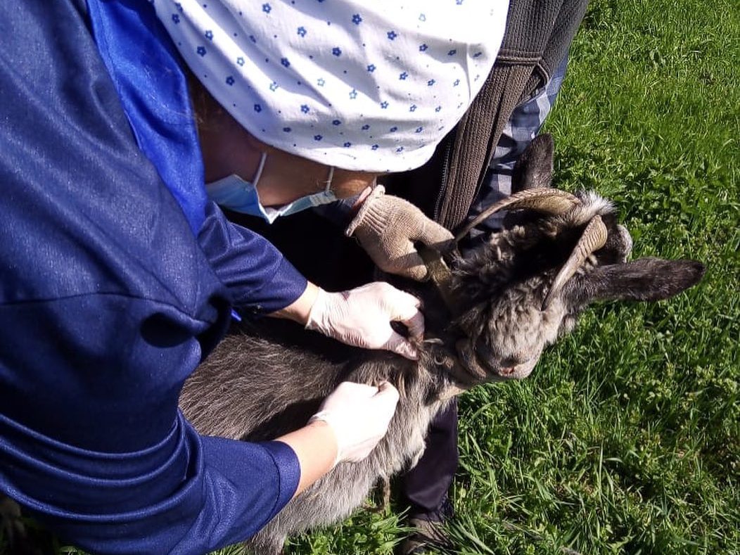 180 тысяч животных привито от бешенства в Нижегородской области за семь месяцев