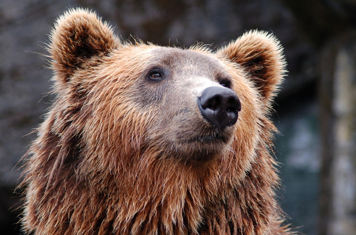 Сезон охоты на медведя откроется в Нижегородской области с 1 августа