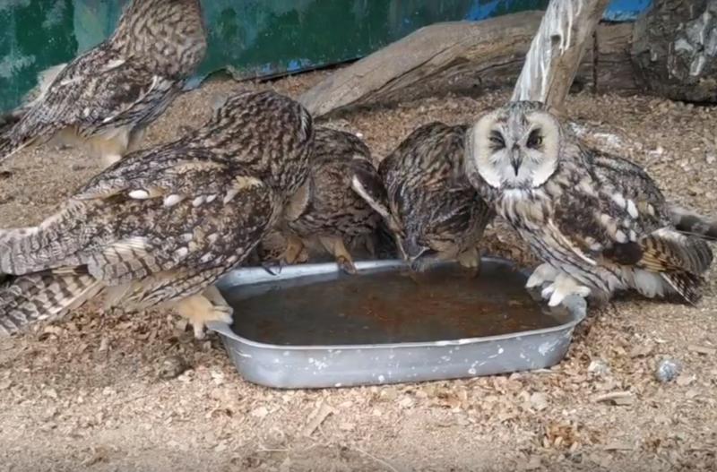 Сотрудники самарского зоопарка показали, как животные переносят жару