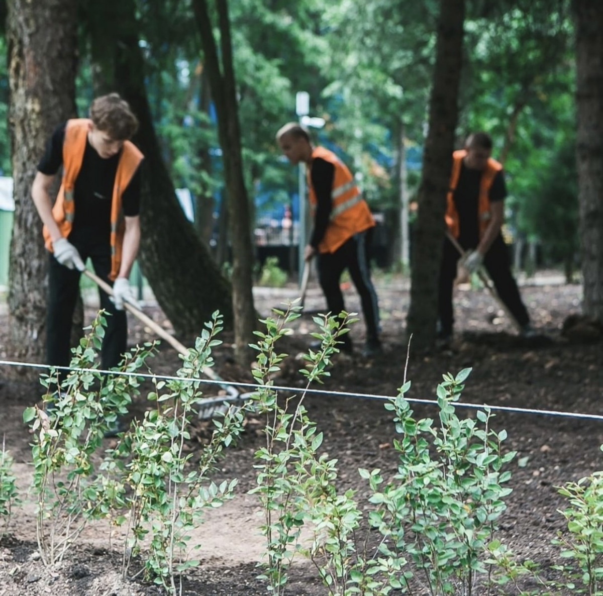 В нижегородском парке Швейцария начали демонтировать ограждения деревьев