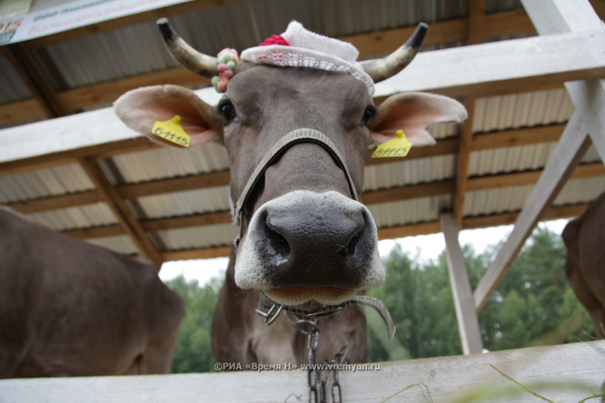 45-летний рецидивист похитил корову в Сергачском районе
