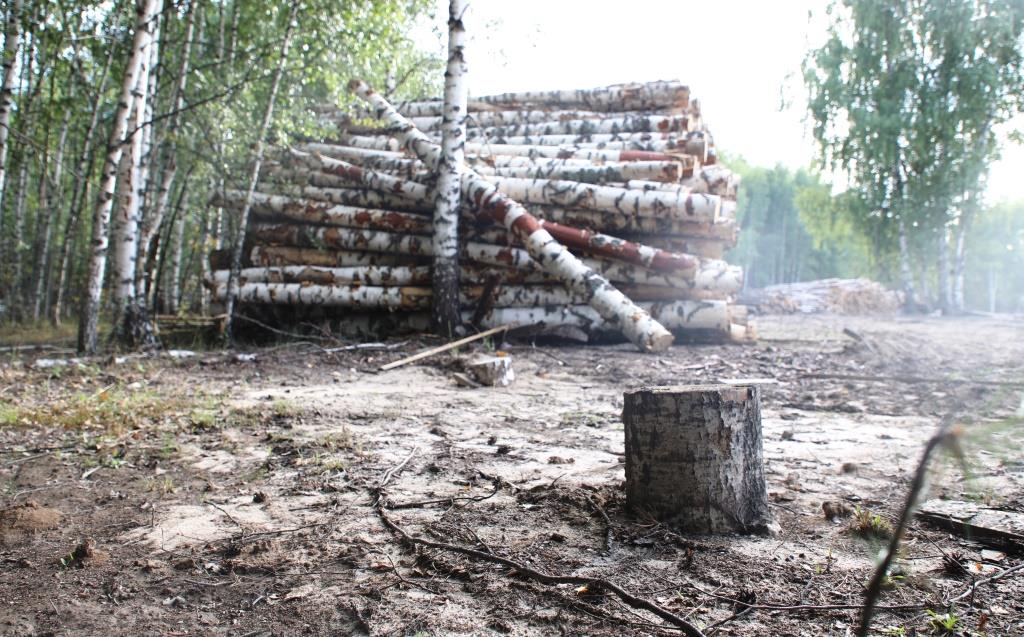 Около 300 вырубленных берез украли в Вознесенском районе