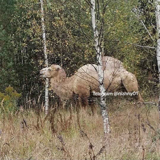 Нижегородец заметил верблюда в лесу в Борском районе