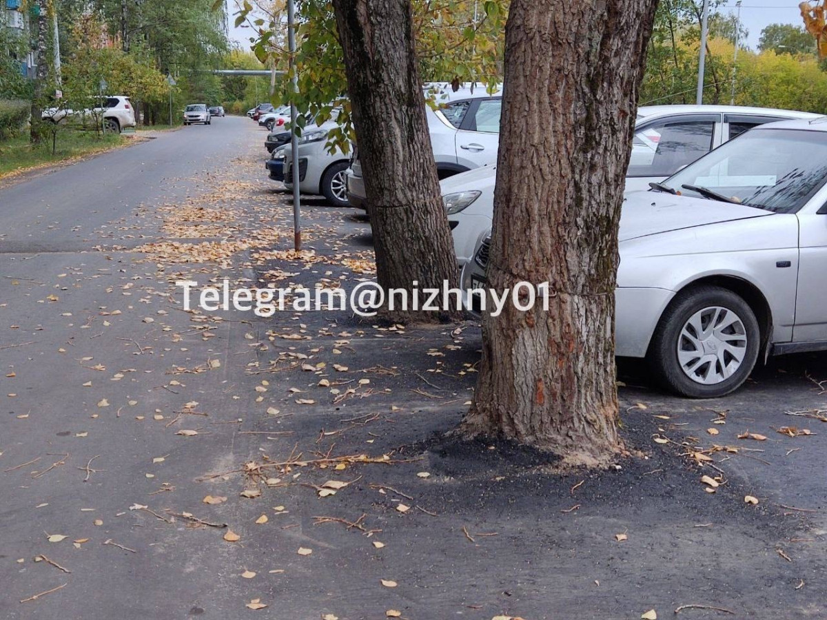 Деревья на улице Красных Зорь в Нижнем Новгороде закатали в асфальт