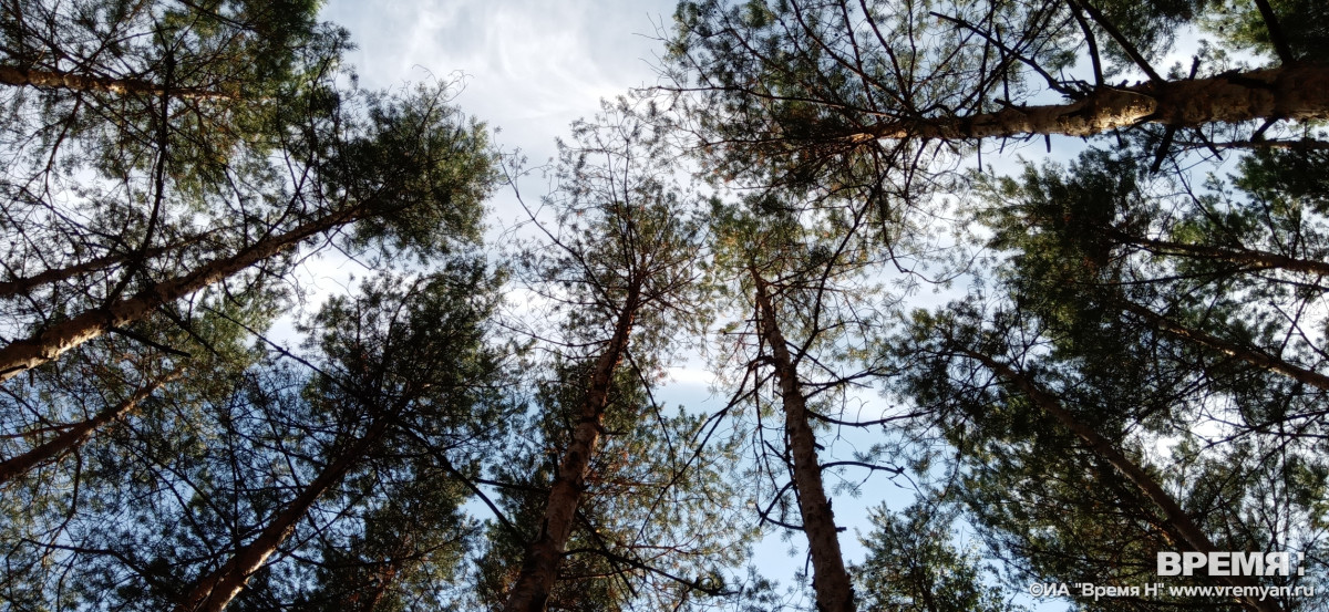 Всероссийская акция «Сохраним лес» пройдет в Шатковском районе