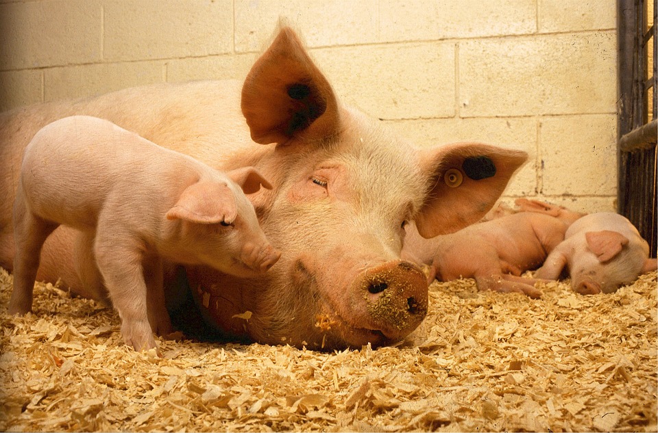 Вспышка Африканской чумы свиней выявлена в Сосновском районе