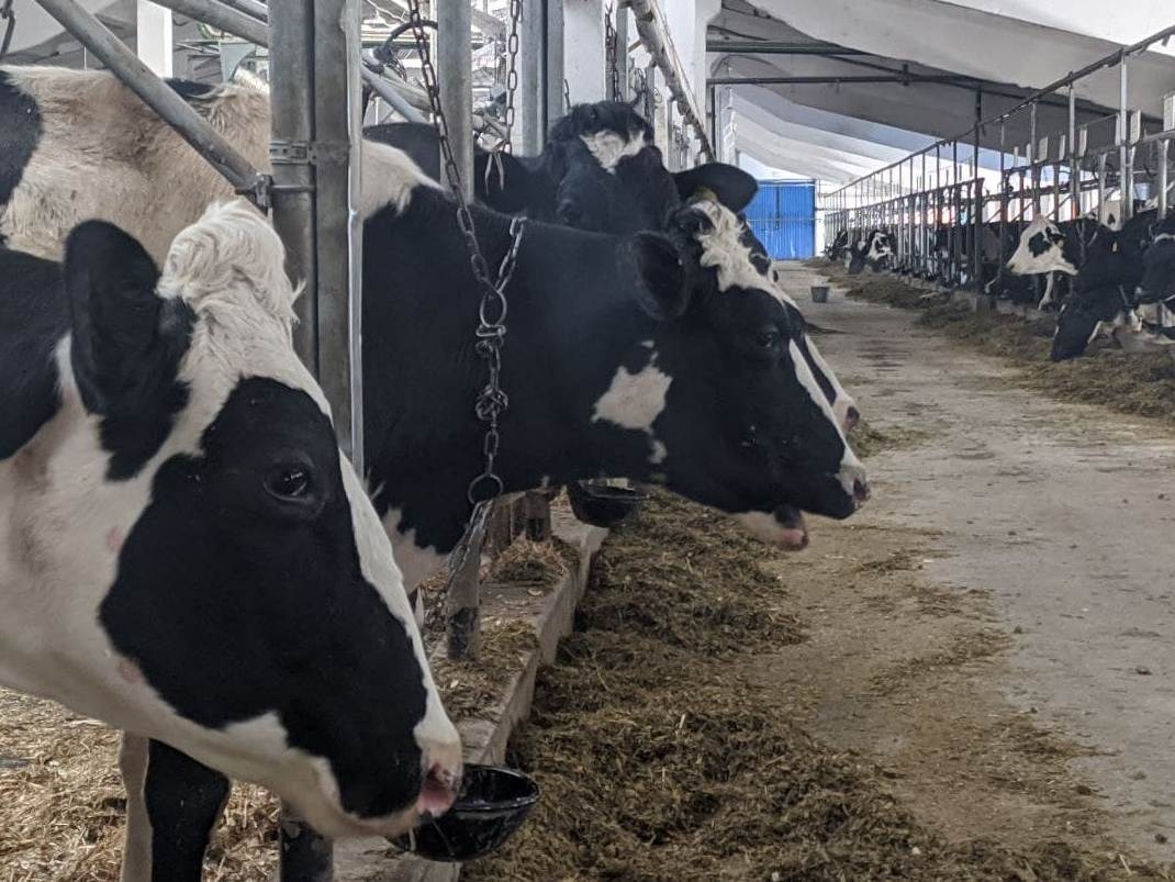 Более 400 тысяч тонн молока произвели в Нижегородской области за девять месяцев