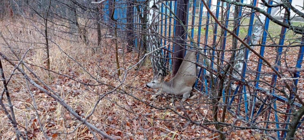 Застрявшую в заборе косулю спасли в Шатковском районе