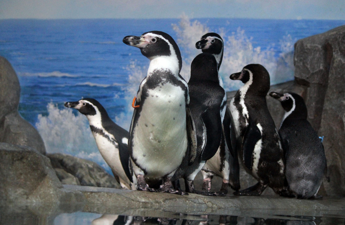 Шесть пингвинов Гумбольдта появились в нижегородском «Лимпопо»