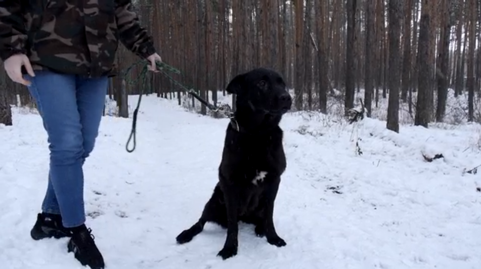 Нижегородская полиция ищет хозяев для служебных собак «на пенсии»