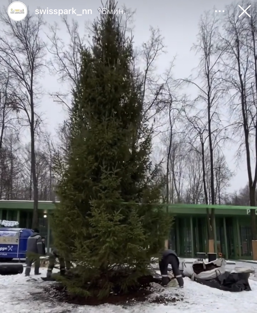 Новогоднюю елку установили в парке «Швейцария» в Нижнем Новгороде