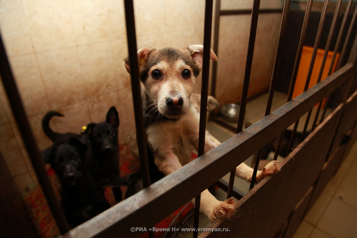 Прокуратура проверяет информацию о жестоком обращении с животными в Дзержинске