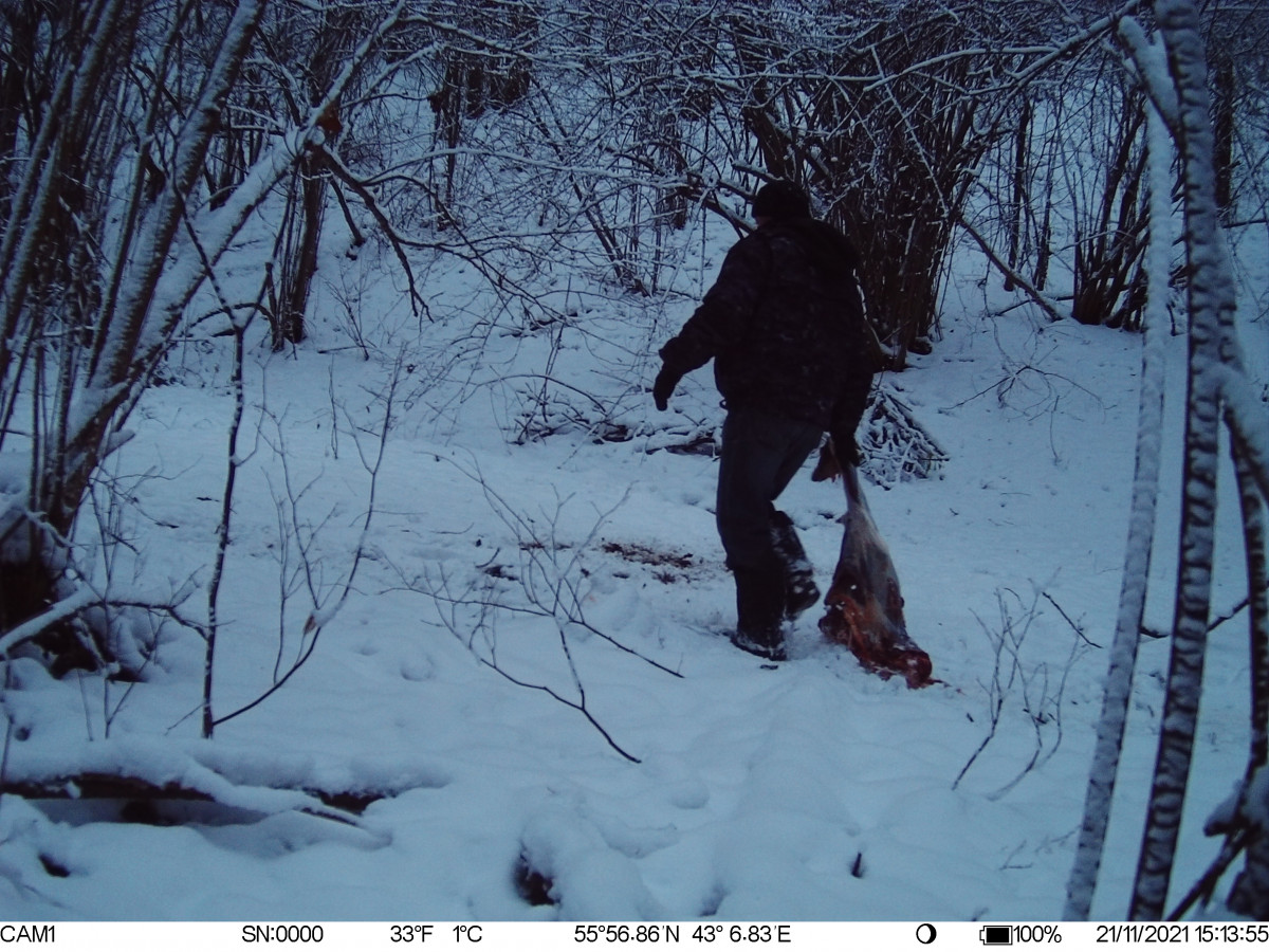 Фотоловушка зафиксировала нелегальную охоту на лося в Павловском районе