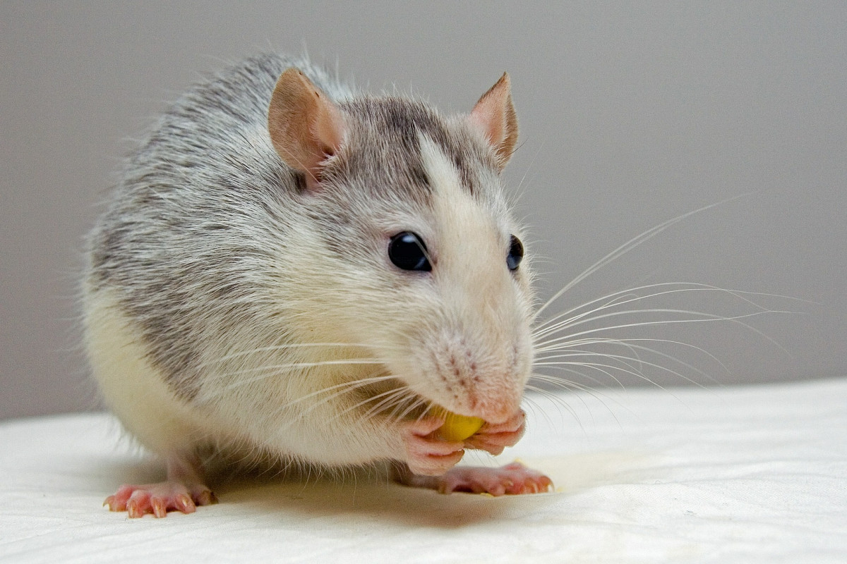 Нижегородка продает крысу за 1,2 млн рублей