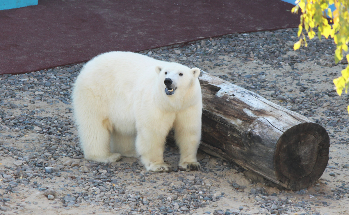 Белый медведь Николай поселился в нижегородском «Лимпопо»