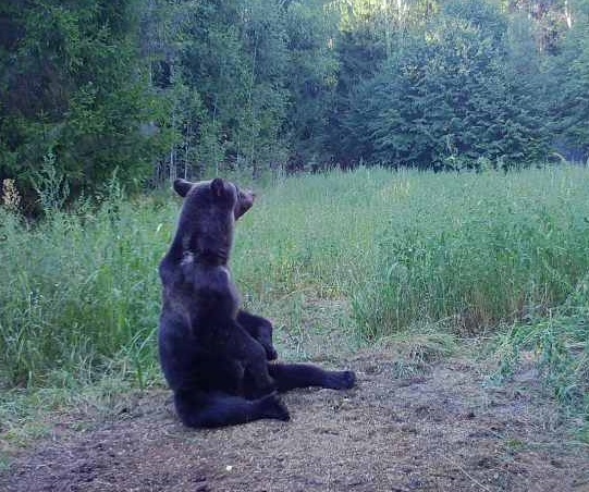 В Нижегородской области закрыт сезон охоты на медведя