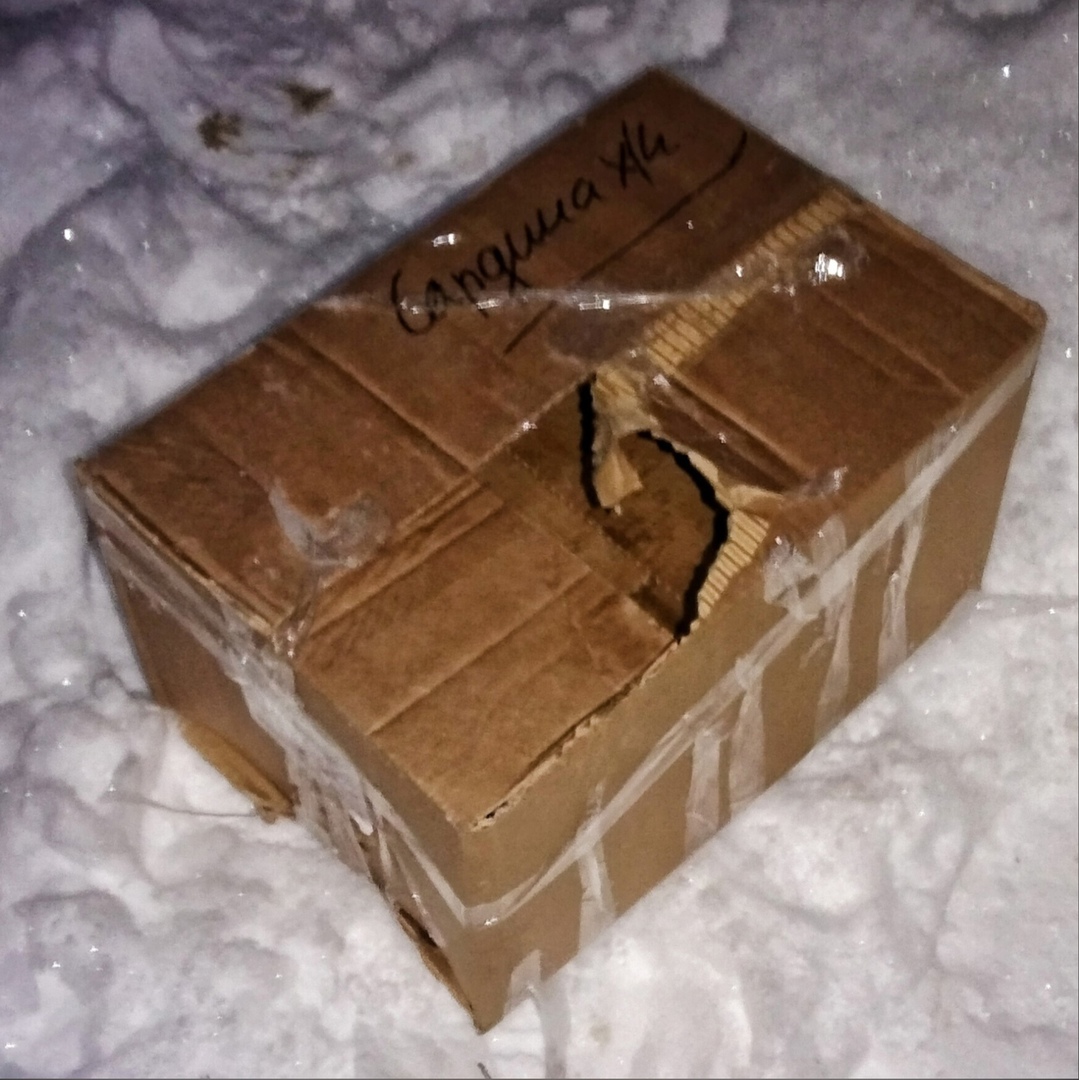 Житель Дзержинска нашел кота в заклеенной коробке в лесу