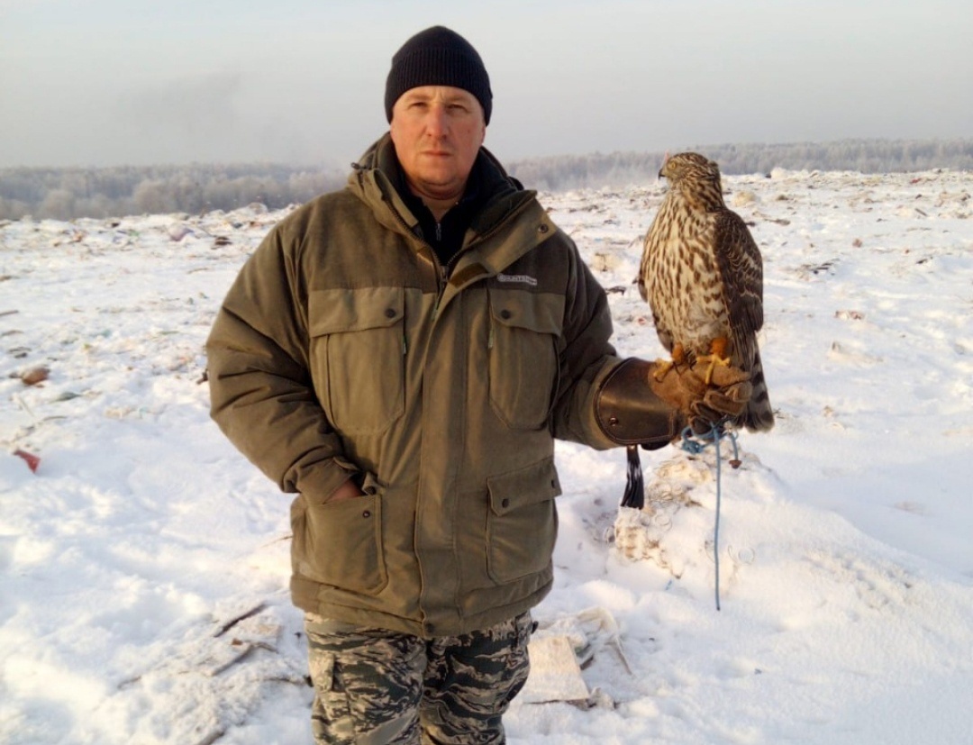 Ястребы на Балахнинском полигоне ТБО начали истреблять других птиц