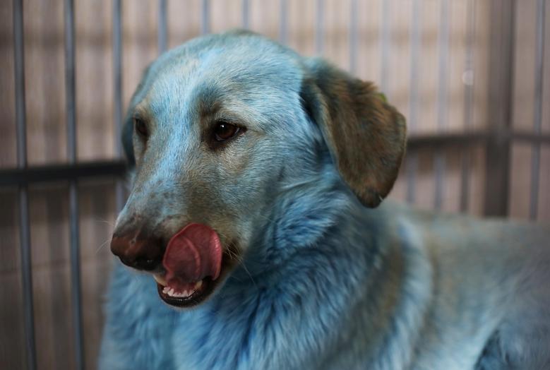 Reuters признало лучшей фотографию синей собаки из Дзержинска