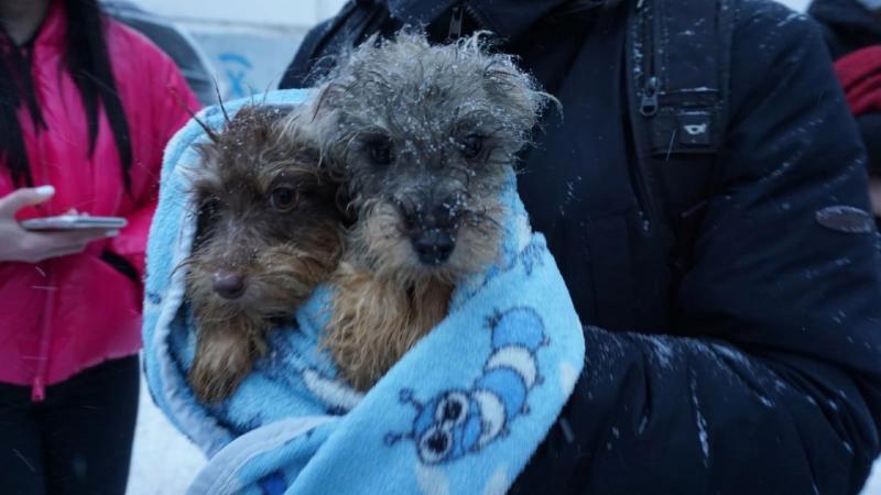 Около 120 собак вывезли зоозащитники из квартиры жительницы Тольятти