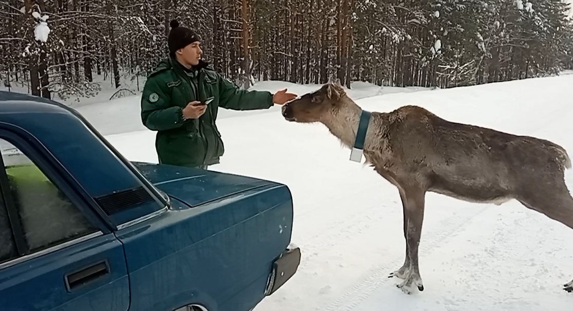 Автомобилисты кормили шаурмой и хлебом северного оленя из Керженского заповедника