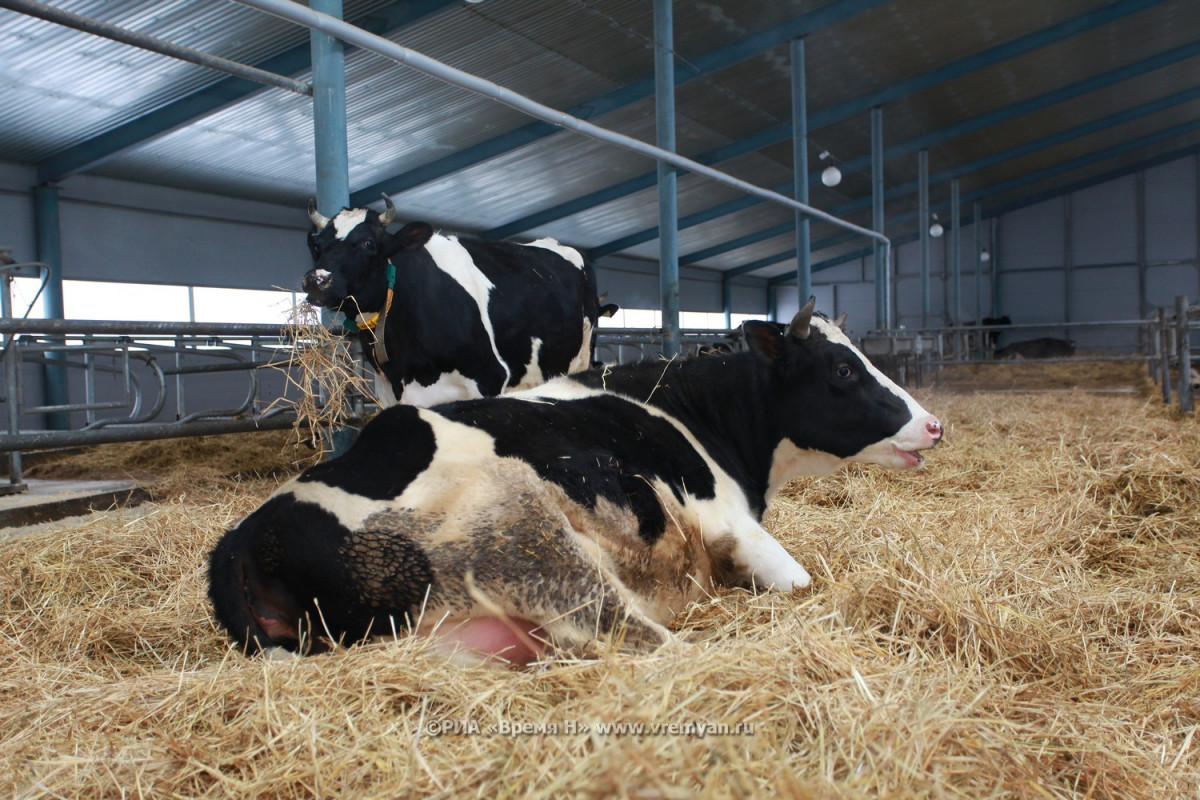 Производство молока выросло в Нижегородской области почти на 10 тысяч тонн в 2021 году