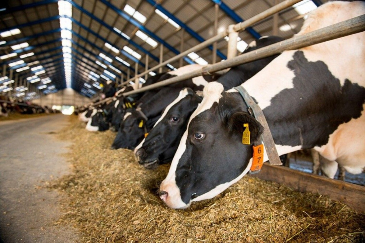 В Нижегородской области определили десять предприятий-лидеров по производству молока в 2021 году