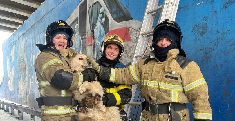 Сотрудники нижегородского МЧС спасли собаку, застрявшую в виадуке над Окским съездом