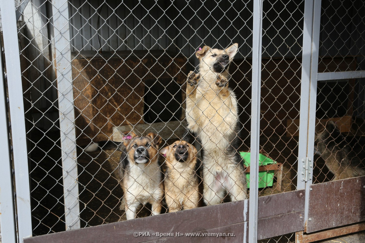 Жители поселка Тумботино боятся большой стаи собак