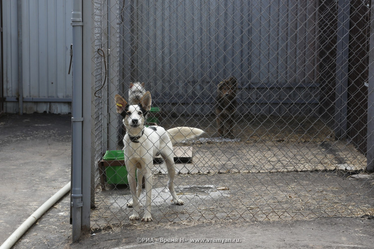 Бездомных собак будут ловить в нижегородском СНТ «Огонек-1»