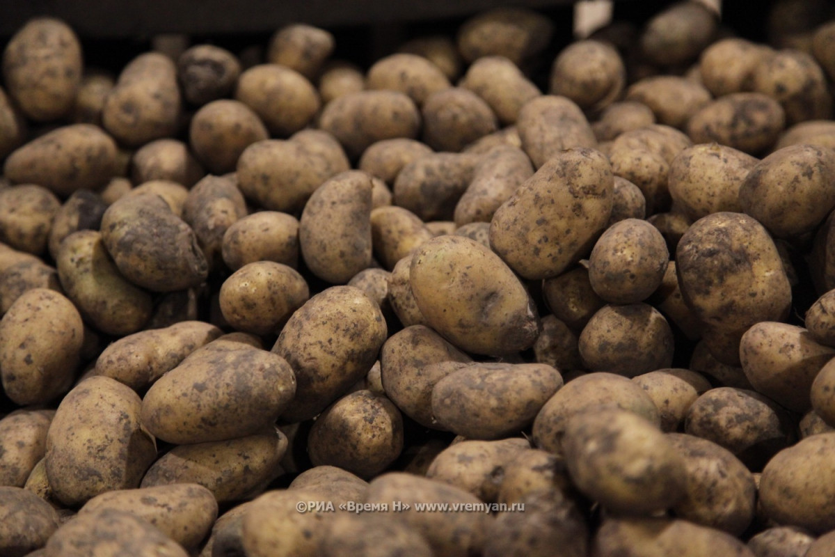 Дачных картофельных плантаций у нижегородцев в этом году будет больше