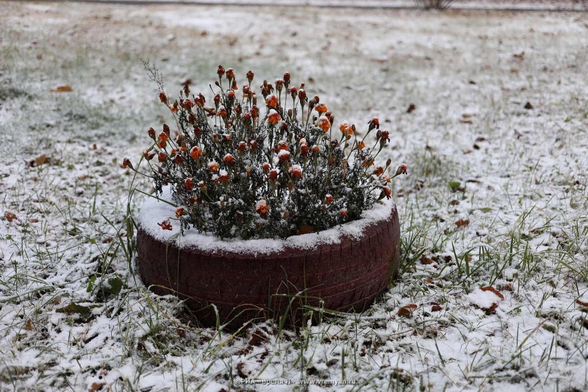 Многолетние растения высадят на клумбах в Нижнем Новгороде