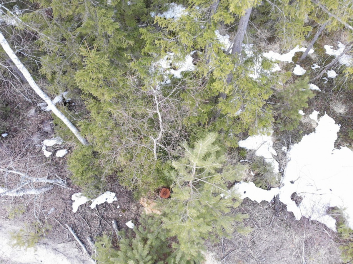 Незаконную рубку обнаружили в Выксунском лесничестве с помощью квадрокоптера
