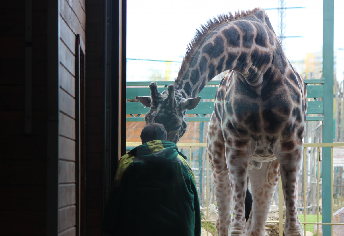 Новый жираф приедет в нижегородский зоопарк «Лимпопо»