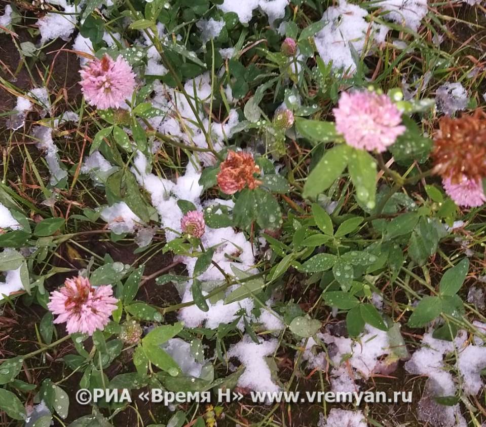 Заморозки до -3 ожидаются в Нижнем Новгороде с 20 по 24 мая