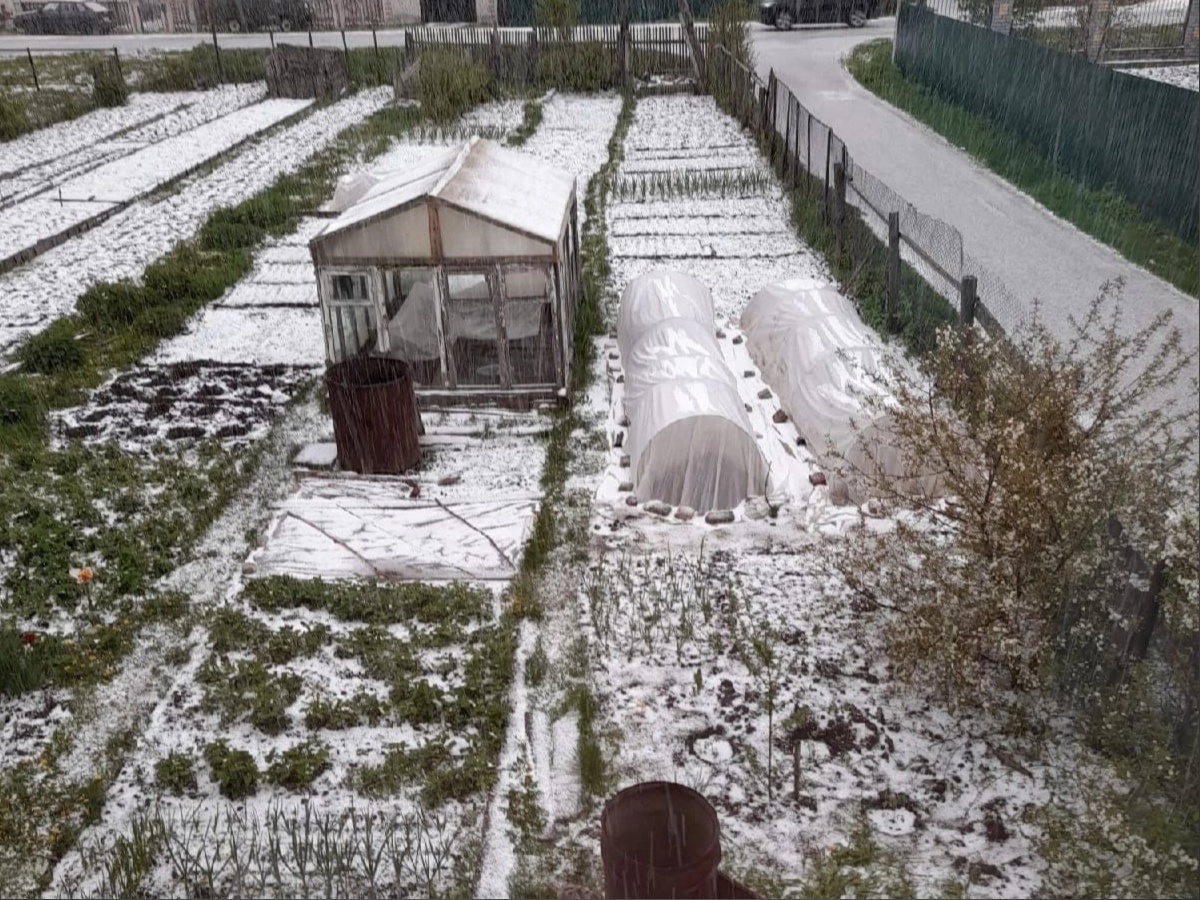 В новгороде выпал снег. Нижний Новгород снег 2022. Выпал снег. Снег в мае. Мак в снегу.