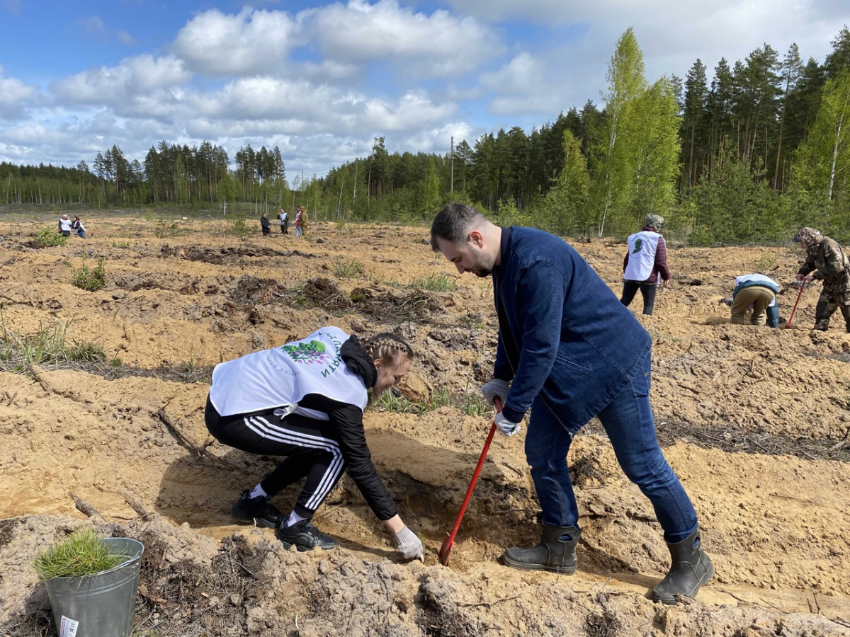 Более 300 тысяч деревьев высадили в Нижегородской области в рамках акции «Сад памяти»