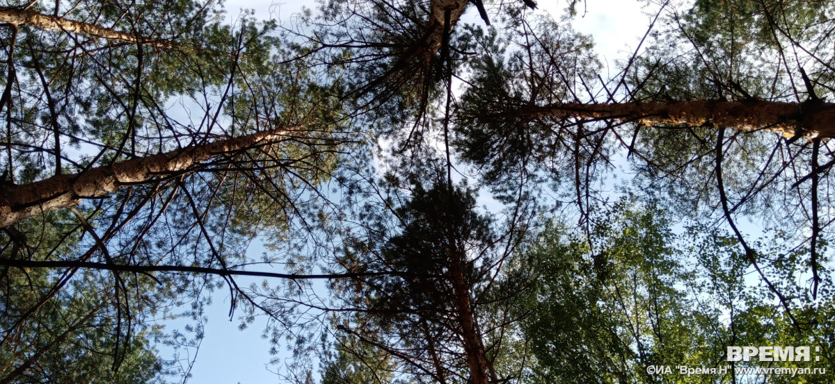 Нижегородская область признала самой эффективной в ПФО по ведению лесного хозяйства