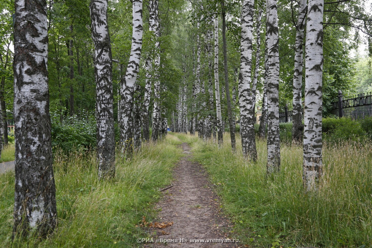 В Нижнем Новгороде приступили к оздоровлению деревьев-памятников природы